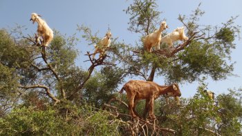 Chèvres dans un arganier, région de l'Atlas au Maroc ; l'arganier est aussi un « pâturage aérien » qui assure en tout le fourrage d'environ 2 millions de ruminants .l'huile d'argan est utilisée pour les produits cosmetiques et autre,represente une ressource importante.  (source wikipedia)