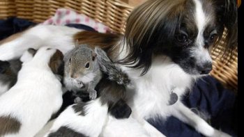 Amitié entre un écureuil  et une portée de chiots.