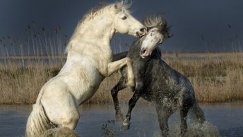 très beau texte de notre amie monique !