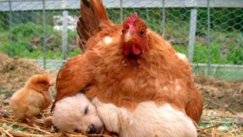 Il est possible de puiser de la douceur un peu partout dans notre quotidien. Mais il y en des être qui, naturellement en eux, possèdent une source inépuisable d'amour et de bonheur : ce sont les animaux ! 