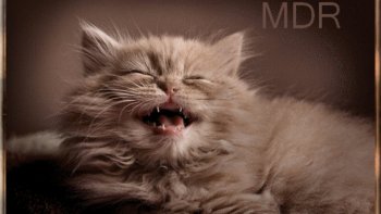 PARTAGEONS LE RIRE  SI VOUS LE VOULEZ BIEN ,,AVEC CES 2 

HISTOIRES    ,,,,QUI M'AMUSENT BEAUCOUP 