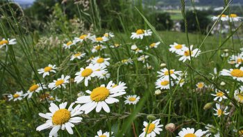 PRÉ  .... C'est la syllabe avec laquelle nous allons nous amuser aujourd'hui.
 Je vous donne un indice et vous devez trouver le mot recherché ...
Attention ! Le son PRÉ doit s'entendre et surtout être un JEU de MOT !
Trouver un mot qui ne soit pas un GAG, ne serait qu'une définition : PAS D'HUMOUR ! Donc, mauvais ! Ce n'est pas le but du jeu.