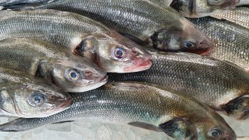 À vous de retrouver les noms de 25 poissons qui figurent dans ma petite histoire.