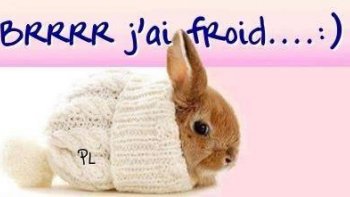 leur fourrure ne les protège pas totalement  du  froid......Comme nous, ils  recherchent les  sources de chaleur.......n'hésitant pas, à    prendre  notre place , à  l'occasion!