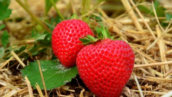 ce n'est pas une poésie, mais un pan de travail de 30 années que j'ai effectué durant les années 1968 à 1970 alors que je sortais de la ville pour allez à la campagne après mon mariage       
amour que fais-tu nous faire !!!