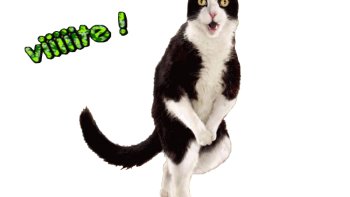 « Le temps passe avec un chat, n'est jamais perdu.» Colette.