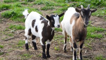 Je vais vous raconter une histoire un peu triste, je l'avoue.
Elle est arrivée à un Maire d'un petit village.
Je ne sais pas si Macron est intervenu ? Bonne lecture ....