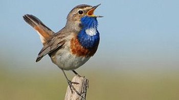 Une devinette ,dans le but, de nommer et reconnaître quelques beautés sous nos yeux habitués, ou distraits....
A ce soir......