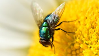 Musique : LA SOURCE   Valse de Joël  HANNIER