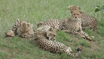 EH BIEN voila un safari dont les clients se souviendront ...
j'aurais aimé être  avec eux pour voir de prés ses animaux magnifiques
qui  sont habitués  aux hommes quoique pas sans danger ...
il faut rester calme ..