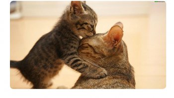 Meme si certaines images sont connues... nos petits amis apprennent la dure vie de chat. doris & Victoria ont craqué...