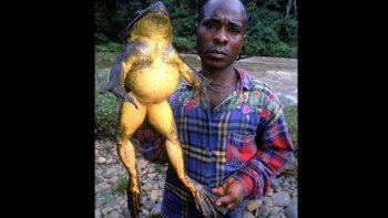 Je souris à la pensée de ceux qui ont peur d'une petite souris ,,ou d'une araignée  et autre bestioles de la vie quotidienne ...
voici des images    qui vont  les faire "trreeemmmbbller"
j'ai gardé les plus sympas pour la fin ...