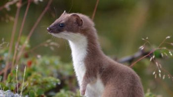 CE JOLI PETIT ANIMAL  EST 
TOUT SIMPLEMENT LE SYMBOLE
HISTORIQUE ET L'EMBLÈME DE
LA BRETAGNE.