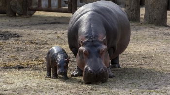 Nous sommes une Famille recomposée. 
On s'entend très bien... Mais ...
Mais le "Vivre ensemble" est compliqué.
Vous allez comprendre pourquoi !
