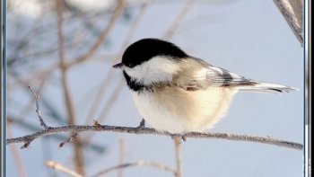 Musique de Joël Hannier, L'HIVER( d'aprésVivaldi) avec l'aimable autorisation de l'auteur
(images du Net).
Notre Ordissinaute Oderay nous comble une nouvelle fois avec cette belle collaboration entre ordissinautes !