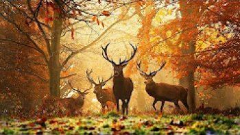 Entrez majestueusement dans la forêt d'Eden, où l'on entend battre le cœur de notre planète, afin de réconcilier et unir l'homme et la nature.