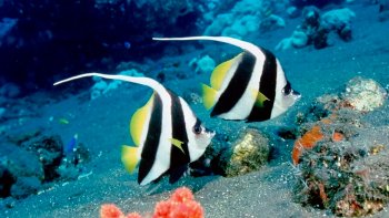 LUTTER  CONTRE  LE VENT 
