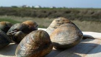 Le Cataplana ( voir photo ), plat typique, spécialité d'Algarve au Portugal.