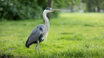 IL S'AGIT DU HÉRON CENDRÉ C'EST
LE PLUS COMMUN D'EUROPE.SON
ÉLÉGANCE TRANQUILLE ET SA NOBLE
ALLURE, EN FONT UN OISEAU REMARQUABLE.