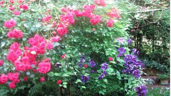 N'étant plus confinée, il est temps de retrouver mon jardin abandonné.