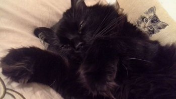 Insomnie, quand tu me tiens, mon esprit caracole.
