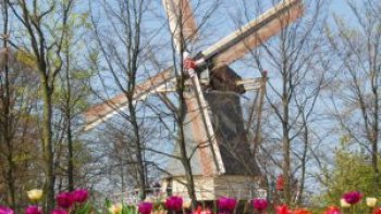 Au printemps,superbes massifs de tulipes et de jacinthes.