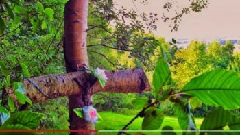 Léo  Rojas, évoque les  souvenirs  de  son pays,  de  ses  amis, avant que la nuit  ne  les  recouvre de son ombre. les sons lointains de la flûte  de  Pan, font échos , à la mémoire, des vivants  autrement.......ailleurs.....Mirek Sajdak