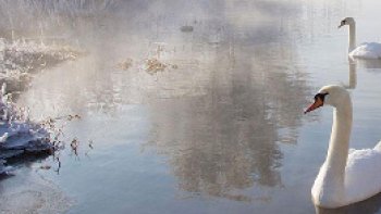 Un matin de février, en buvant mon café... la plume s'est posée  sur la "toile ".
La veille, Oderay me disait "pourquoi plus de poésies façon Doris... ?"
La nuit porte conseil, dit-on...
les muses s'amusent lorsque mon esprit est en veilleuse.. l'inspiration m'est revenue et je l'ai transformée au gré de mon imagination... en un"texte poétique"
puisse t il vous plaire (doris)