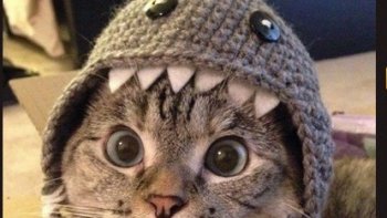 quelques images récoltées de ci de là.. 
 même nos petits  amis ont la parole