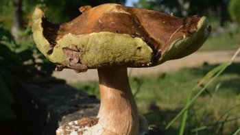 Une grande cuisinière. ( Meilleur femme Chef du Monde ).  Hélène Darroze nous dévoile sa recette ( La Daube de Cèpes ).