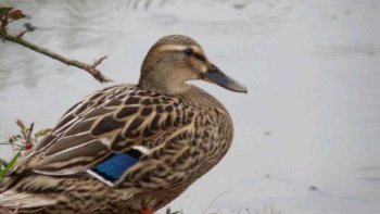 Une petite et belle histoire pour les petits et pour les grands qui ont gardé une âme d'enfant.....
joel le sauveteur au grand coeur   