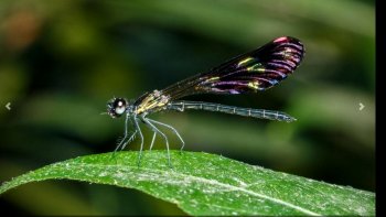 les libellules  insectes volants  gracieux, les libellules  et  demoiselles, peuvent  se  croiser , prés des points aquatiques, dans leur vie larvaires, puis adultes  elles  deviennent aériennes...((odonates)..les agencements de leur constitution, leur permettent  des  acrobaties  aériennes....en duo  amoureux.....