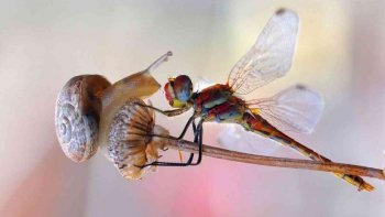 les mystères de la nature   pour le plaisir des yeux...