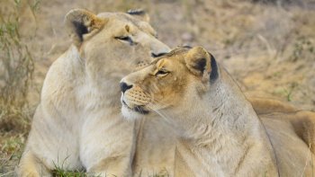 Je pense que Joël va nous faire dire des choses inavouables, tu vas voir !
Mais non ! Il adore les animaux et il les fait sourire, et c'est tout !
Allez Joël, ne te gêne pas, balance !