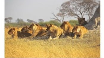 Édition 2022 du Prix “Benjamin Mkapa” de la Photographie de la vie sauvage africaine

source internet  
