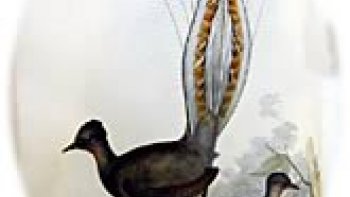 Le Laurent Gerra des forêts australiennes "l'oiseau LYRE ", réglez le son car ce chanteur là a du "coffre" 