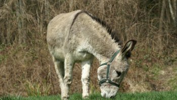 cette petit histoire prouve que la valeur n'attend pas le nombre des années...
(source internet ) 