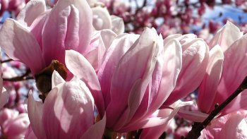 " La floraison des magnolias illumine le printemps"...