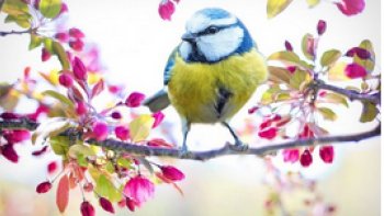 juste pour  marquer la fin de ce printemps 2020 un peu spécial....que nous essaierons d'oublier ...mais  en restant prudents