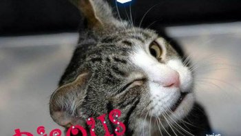 Chacun sa manière de lutter contre les maladies de l'hiver et notamment
"la grippe " un humoriste a trouvé quelques idées ... aprés tout ... pourquoi pas au moins il nous fait sourire ... bonne journée  et prenez soin de vous !!(doris .)...