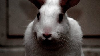 et voilà que je me mets à la place des animaux pour leur donner la parole!!!! j'éspère que ça vous amusera bonne journée à tous