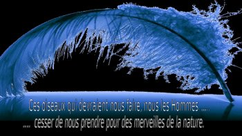 Vous allez me dire nous avons déjà vue ces images ! mais savez vous ce qu'ils disent ?

Je dois reconnaître que c'est Dyane qui m'a fait parvenir ce diaporama pour que je le partage avec vous !