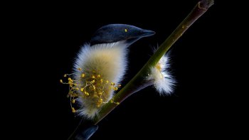  l'hiver c'est froid mais c'est très beau à regarder au chaud....

images du net