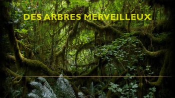 j'adore les arbres et vous ? ceux-ci sont particulièrement beaux....

images du net


    ?