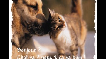 Maman, maman d'adoption, copains, la tendresse  est un sentiment inné chez les animaux. Qu'il est doux d'avoir un ami pour partager ces petits moments  qui rendent   la vie plus douce ...Humains... ?  qu'attendez vous pour prendre exemple ? ça n'a pas l'air bien compliqué ? 

amitiés avec la participation de Poupette.