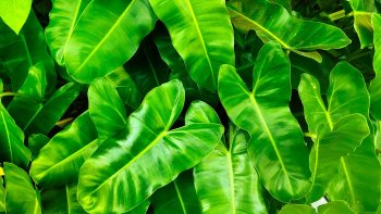 Une petite histoire pour retrouver 20 noms de plantes.
C'est à vous, maintenant !