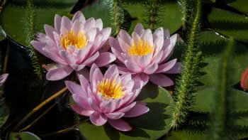 Admirons la beauté des nénuphars et des lotus, magnifiques fleurs d'eau...
