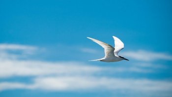 Dans les vapeurs cuivrées,de cet ardent été....Consternés nous regardons brûler les maisons, les forêts. et les délicats en santé: sentir leur souffle axphixier..
ALORS, COMME UNE PRIÈRE, MUETTE, CE MESSAGE....TEXTE:ODERAY ;MUSIQUE: "POUR UN ESPOIR"de Joël Hannier  Images libres de droits

