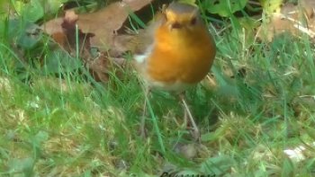 c'est la saison, où  les oiseaux   se  rapprochent   de  nos  jardins, pour y trouver  abris et  nourriture.....grâce  aux mangeoires   appréciées....