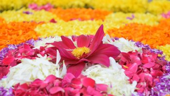 Des centaines de personnes ont défilé avec d'immenses couronnes de fleurs pour célébrer les 60 ans du festival des fleurs. Certaines couronnes étaient décorées de plus de 50 variétés différentes de fleurs. Cette procession traditionnelle attire chaque année de nombreux touristes.